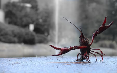 I Dare You - angry, crayfish, crawdad, crustacean, mud bug, riverside, animals