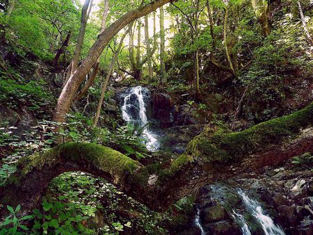 Falls and forest - nature, green, falls, forests