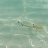 Baby Blacktip Reef Shark