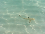 Baby Blacktip Reef Shark