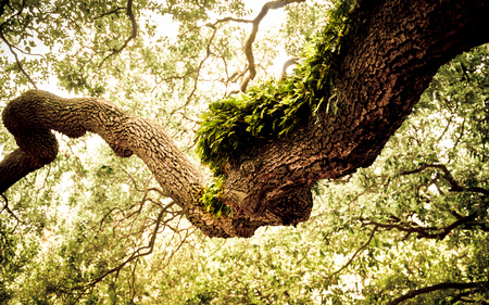 Gnarly Oak - green, moss, gnarled, forest, tree, gnarly, oak, leaves