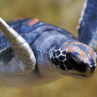 Green Sea Turtle