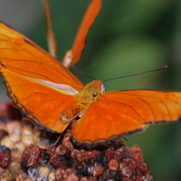 Orange Butterfly