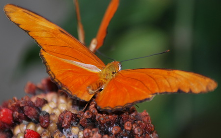 Orange Butterfly - bright, butterfly, orange, wings, insect, colourful