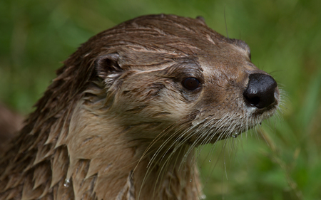 Sea Otter - animal, swimmer, water, green, sea, otter, wet, swim