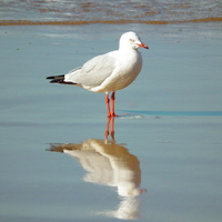 Seagull Reflection