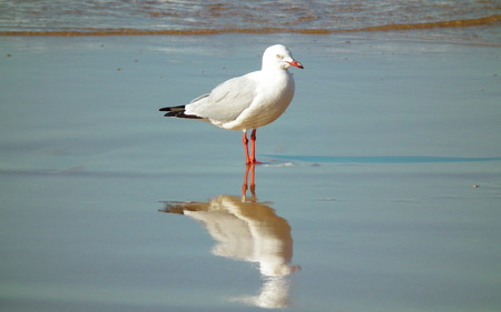 Seagull Reflection - white, beach, reflection, water, seagull, bird