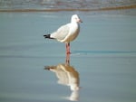 Seagull Reflection