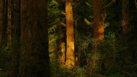 Sunshine in the Dark - nature, sunshine, trees, dark, forest, redwoods