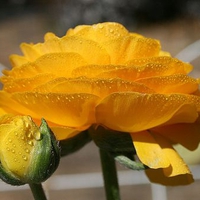 Yellow petals