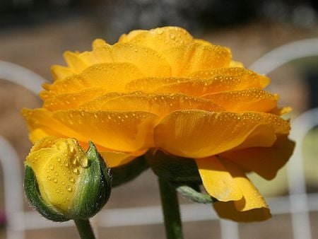 Yellow petals - petal, yellow, rose, flower