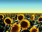 Sunflower field