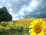 Big sunflower on field