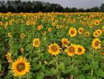 Sunflower field near forest