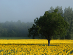 Sunflower field with tree