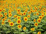 Yellow sunflower field