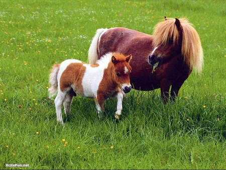 A little love - tiny, white, brown, miniature horses, tan, mother, grass field, love