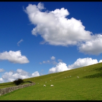 blue sky and sheep