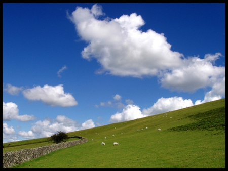 blue sky and sheep - sheep, green, cloud, graze, sky