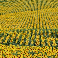 Sunflowers Andalucia Cadiz Spain