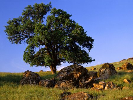 Sierra Nevada California - grass, sierra nevada, tree, california