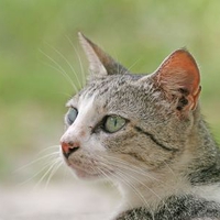 Alert cat