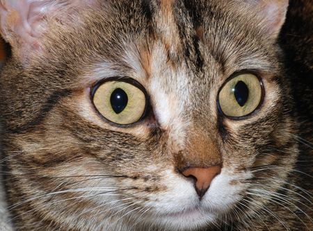 Cat big eyes - tabby, cat, sweet, eye, kitten