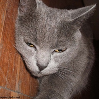 Grey cat floor