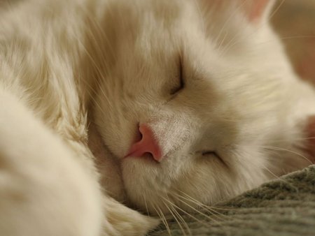 Adorable dreamer - sleep, kitten, sweet, cat