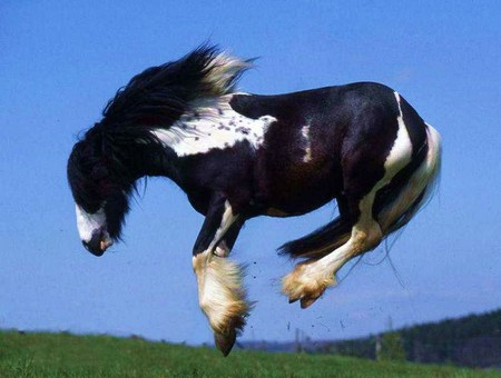 Gypsy dance - leaping, blue sky, black and white, gypsy, horse