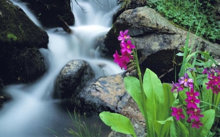 Flowers and the Stream