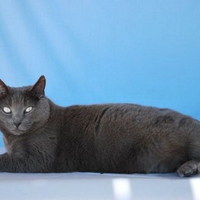 Fluffy grey kitten