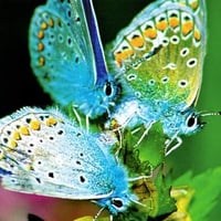 Pretty butterfly