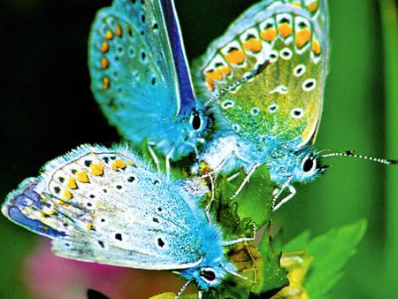 Pretty butterfly - colorful, butterfly, pretty, animals