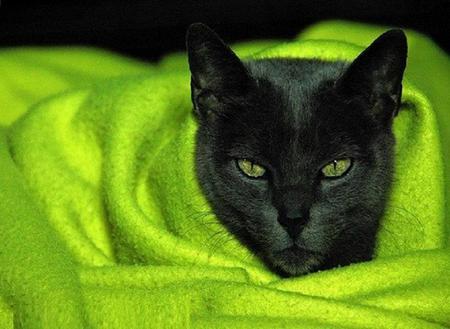 It matches my eyes - black, blanket, green eyes, apple green, cat