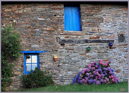 Add a little color - flowers, shrub, pink and purple, brick house, france, blue door and window