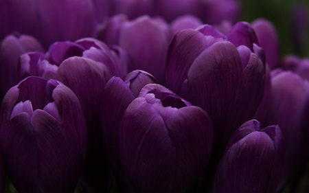 tulips - nice, beauty, photography, tulips, field, nature, flower bouquet, purple, cool, beautiful, tulip, flowers, lilac, photo, flower