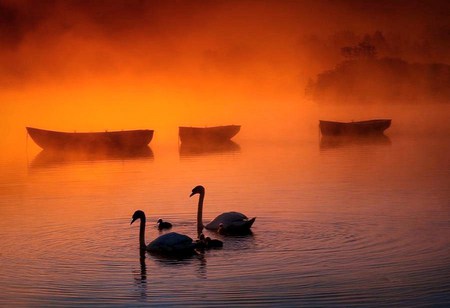 Burning mist - three, coral color, swans, lake, empty boats, mist