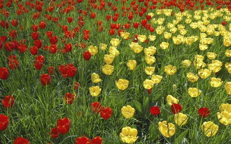 Tulips - beauty, red tulips, yellow tulips, colorful, tulips, field, lovely, nature, yellow, red, beautiful, green, colors, tulip, flowers, grass