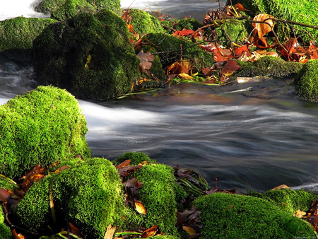 Slippery When Wet - green, leaf, moss, river