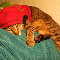 Lazy Kitty