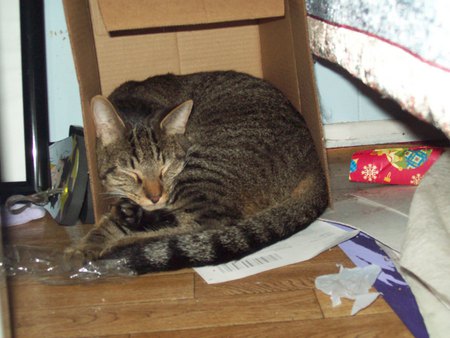 Sleep is good... - sleep, box, cat, kitty