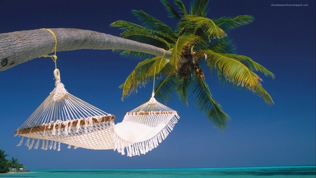 Just Relax - beach, rest, water, dream, tree, sea, relax