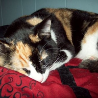 Sleepy Kitty
