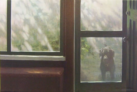 Please Can I Come In - staring, porch, dog, screened, wanting, outside