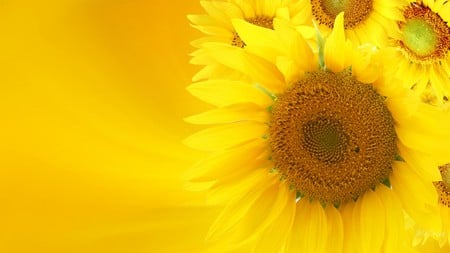 Majestic Sunflower - sunflower, petals yellow, autumn, sun, widescreen, fall, pretty, big, huge, firefox persona, flower