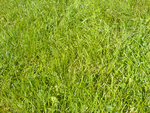 Grass