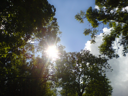 Beautiful Dream (Bright) - sky, forest, cloud, sun