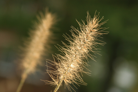 Whisper - breeze, photography, plants, closeup, wild