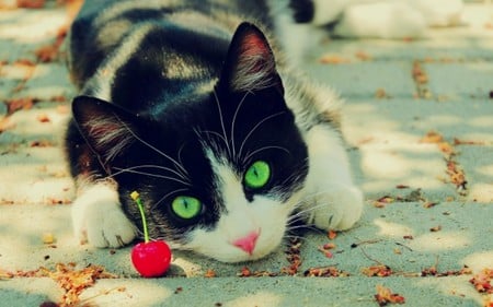 Deep Green Eyes - eyes, cats, green, cat